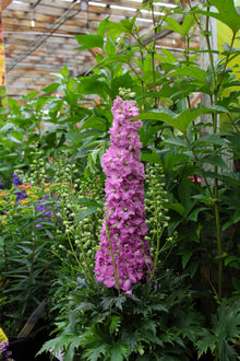 Delphinium 'Delgenius Chantay'