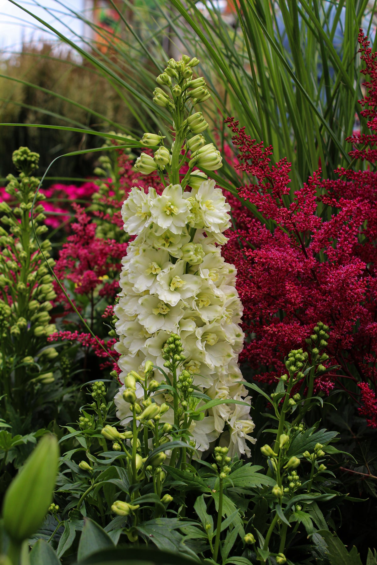 Pied-d’alouette ‘Neva’ — Delphinium