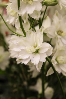 Delphinium 'Delgenius Neva'