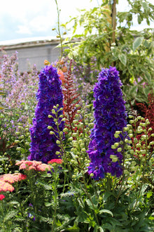 Delphinium 'Delgenius Kingsley'