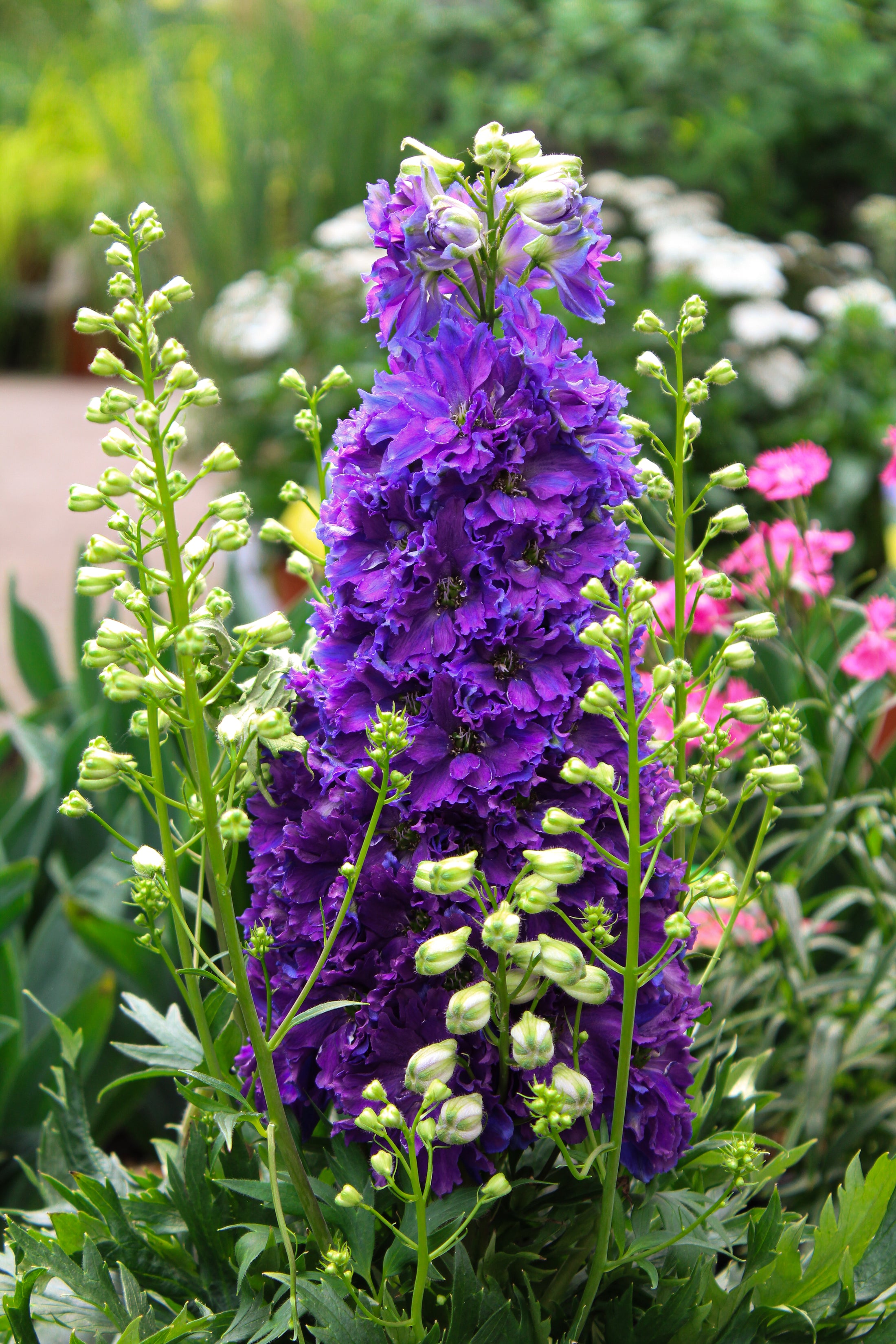 Delphinium 'Delgenius Kingsley'