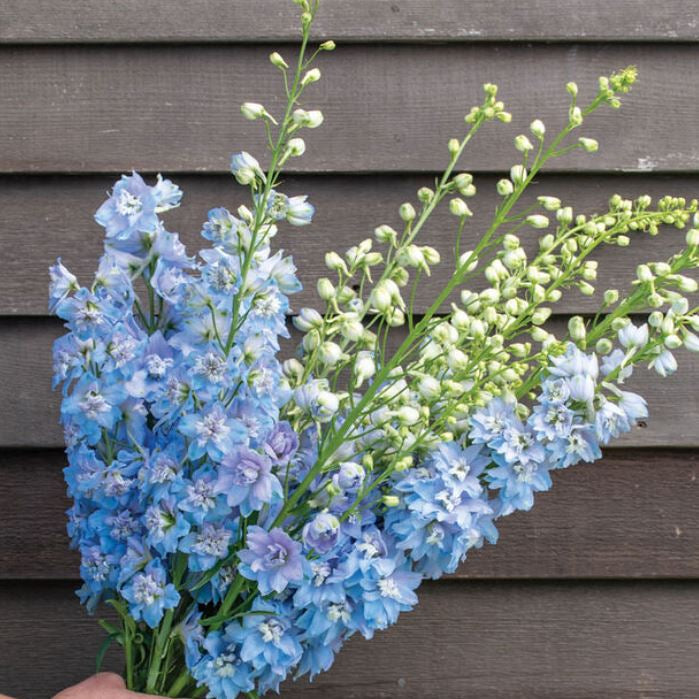Delphinium 'Magic Fountains Mix' organic
