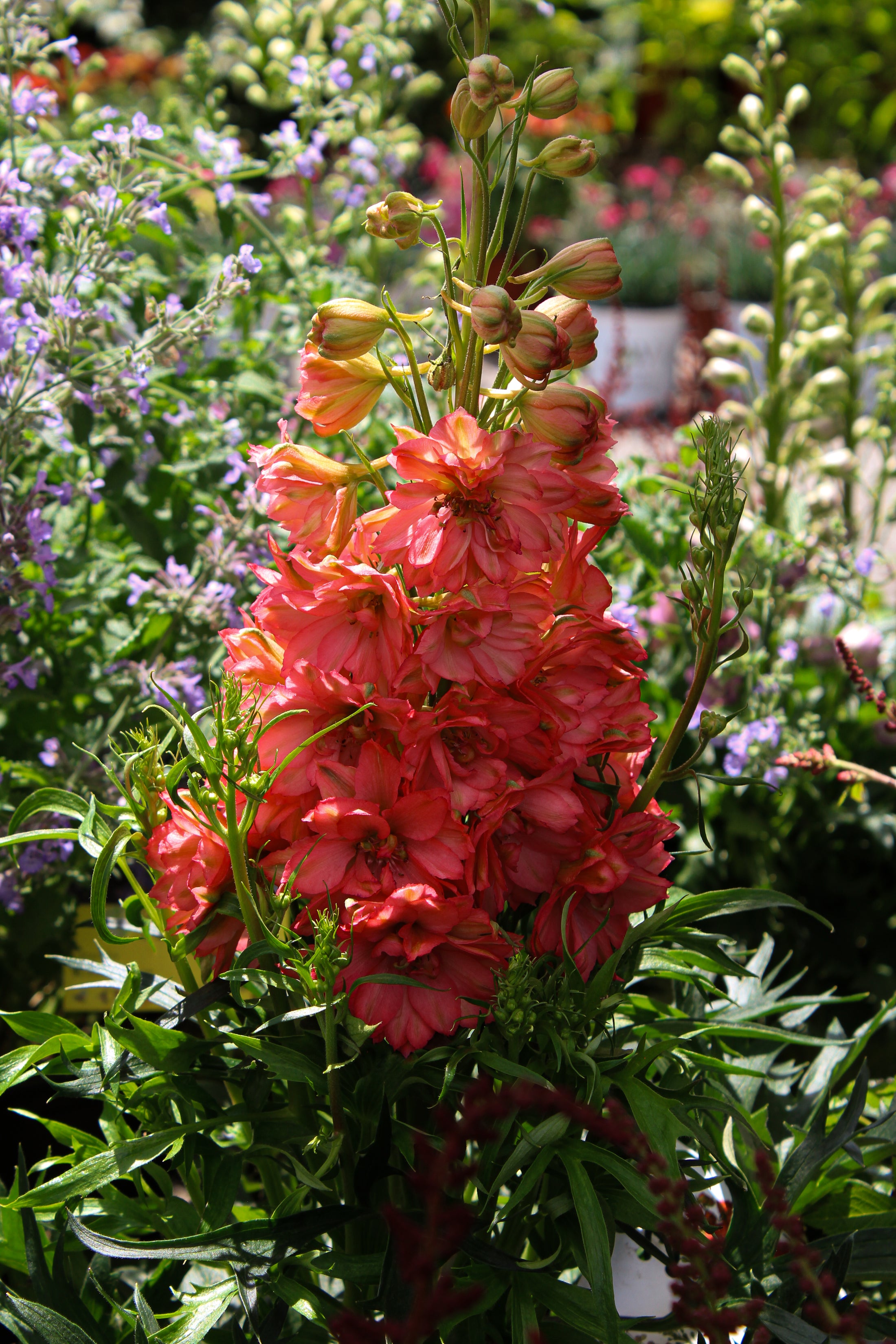 Delphinium 'Red Lark'