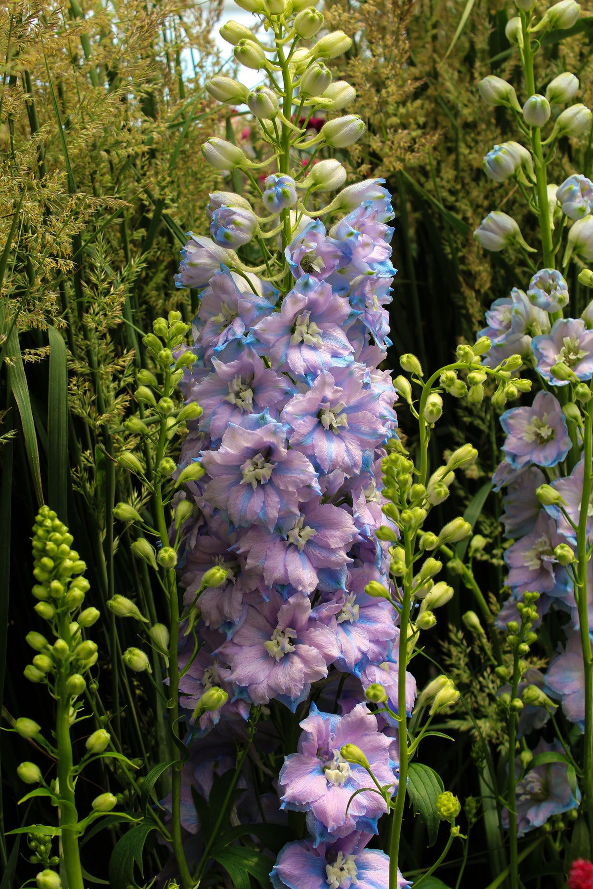 Delphinium 'Sky Blue'