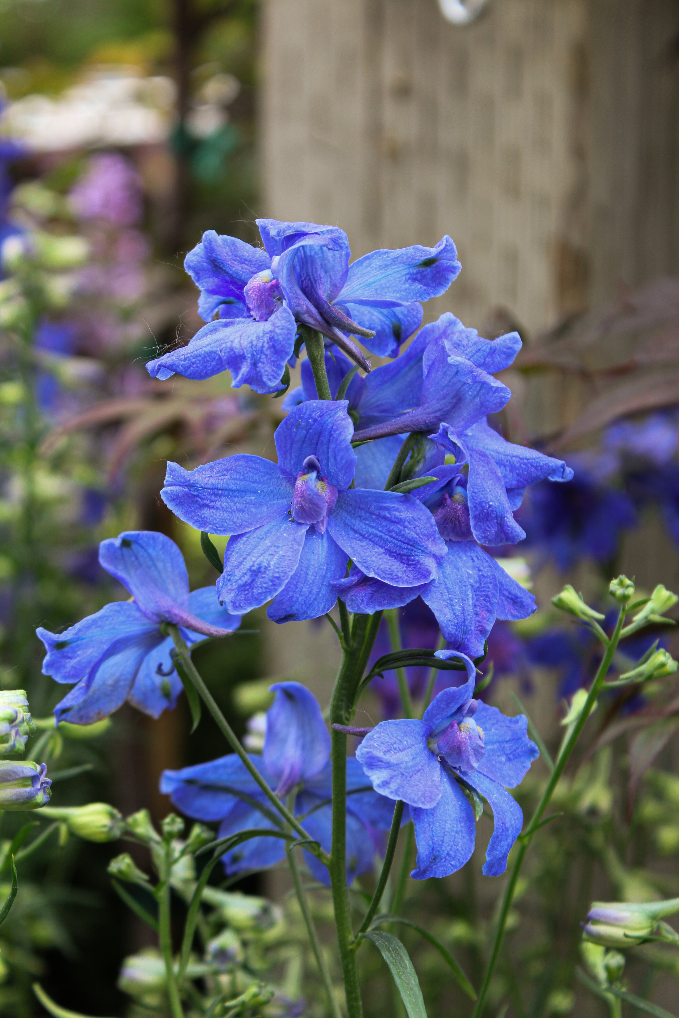Delphinium grandiflorum 'Summer Night'