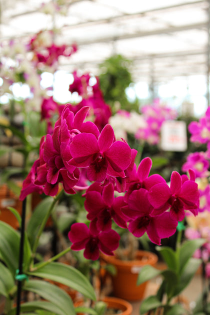*Phalaenopsis* spp.
