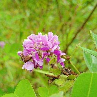 Image officielle de Desmodie du Canada, Desmodium canadense, associée au petit sachet de semences.