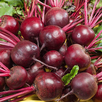 Des betteraves rouge foncé arrondies sont réunies dans une composition serrée. Leurs tiges rose pourpre s’étendent dans plusieurs directions et quelques feuilles vertes restent visibles près des bords. De fines racines et des traces de terre marquent les légumes. Des reflets clairs apparaissent sur les surfaces bombées, avec des ombres entre les racines superposées du groupe.