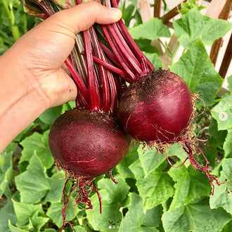 Organic 'Detroit Dark Red' Beet Seeds by Gaia, product image prepared for Canadian gardeners.