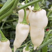 Piment fort 'Devil's Tongue White' bio