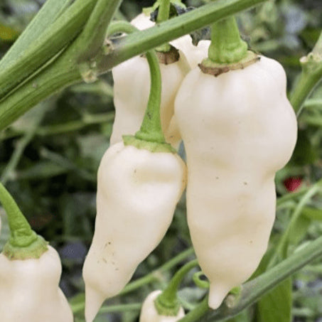Piment fort 'Devil's Tongue White' bio