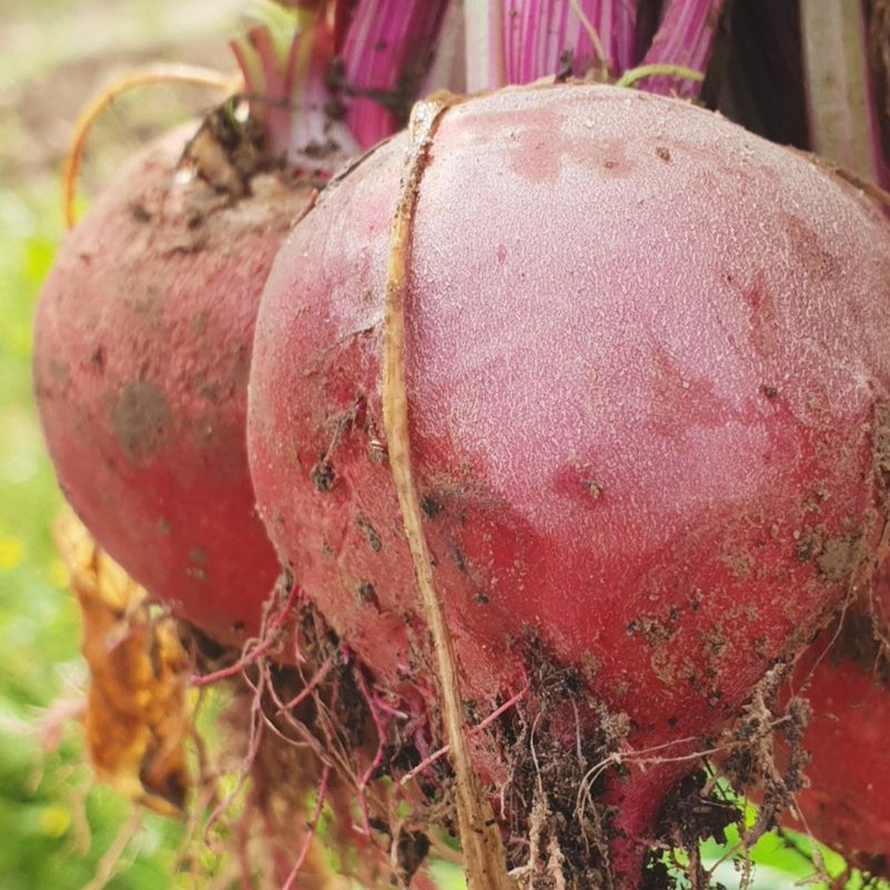 Betterave ‘Lutz’ (Beta vulgaris)