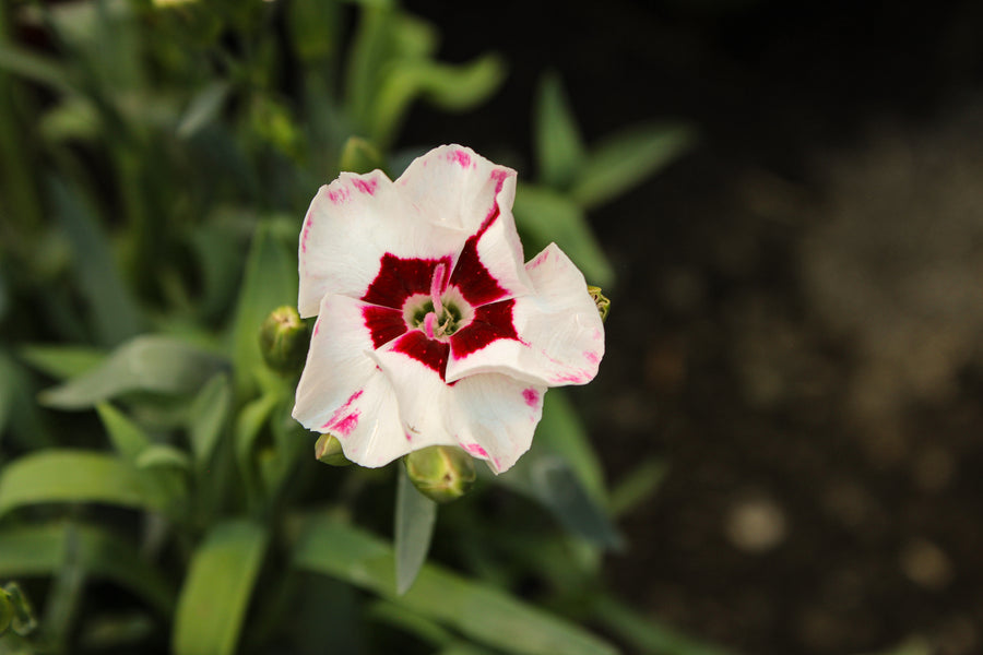 Œillet ‘EverLast Cherry Swirl’ — Dianthus