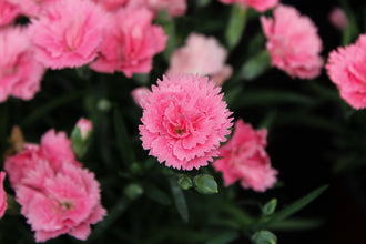 Œillet 'EverLast Pink to White'. Les couches de pétales aux bords courbes donnent à la fleur son contour arrondi. Les pétales roses portent des zones claires et des ombres sur leurs surfaces. Les pétales internes sont serrés les uns contre les autres au cœur plein. Les feuilles gris-vert forment la base sous les petites fleurs et tiges dressées. Plusieurs fleurs occupent le cadre, certaines de face et d'autres tournées de côté.