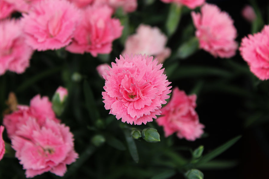 Œillet ‘EverLast Pink to White’ — Dianthus
