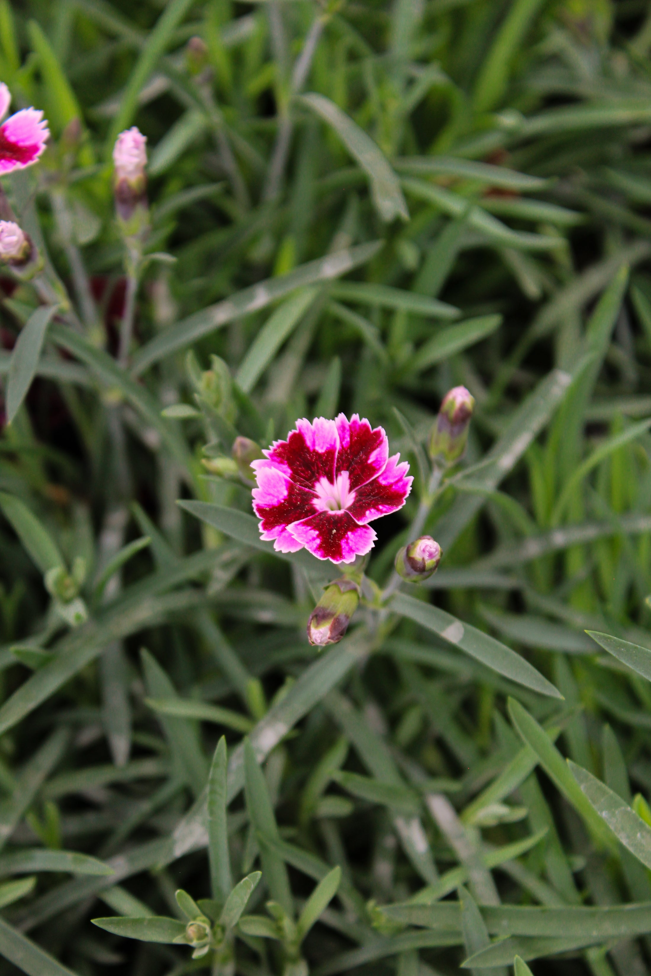 Dianthus 'EverLast Ruby Edge'