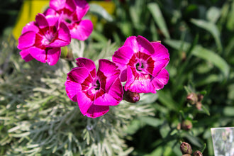 Œillet 'EverLast Violet Blue'. Les pétales arrondis forment des fleurs plates, avec de petites dents et échancrures sur les bords. Les pétales magenta soutenu créent un vif contraste avec les détails qui les entourent. Des marques rouge foncé sont visibles vers le milieu des pétales des fleurs ouvertes. Les feuilles gris-vert forment la base sous les petites fleurs et tiges dressées. Plusieurs fleurs occupent le cadre, certaines de face et d'autres tournées de côté.