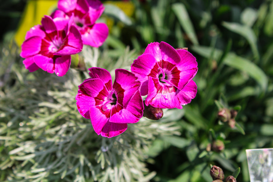 Œillet ‘EverLast Violet Blue’ — Dianthus