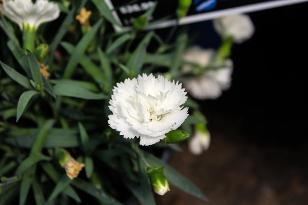 Dianthus 'EverLast White'