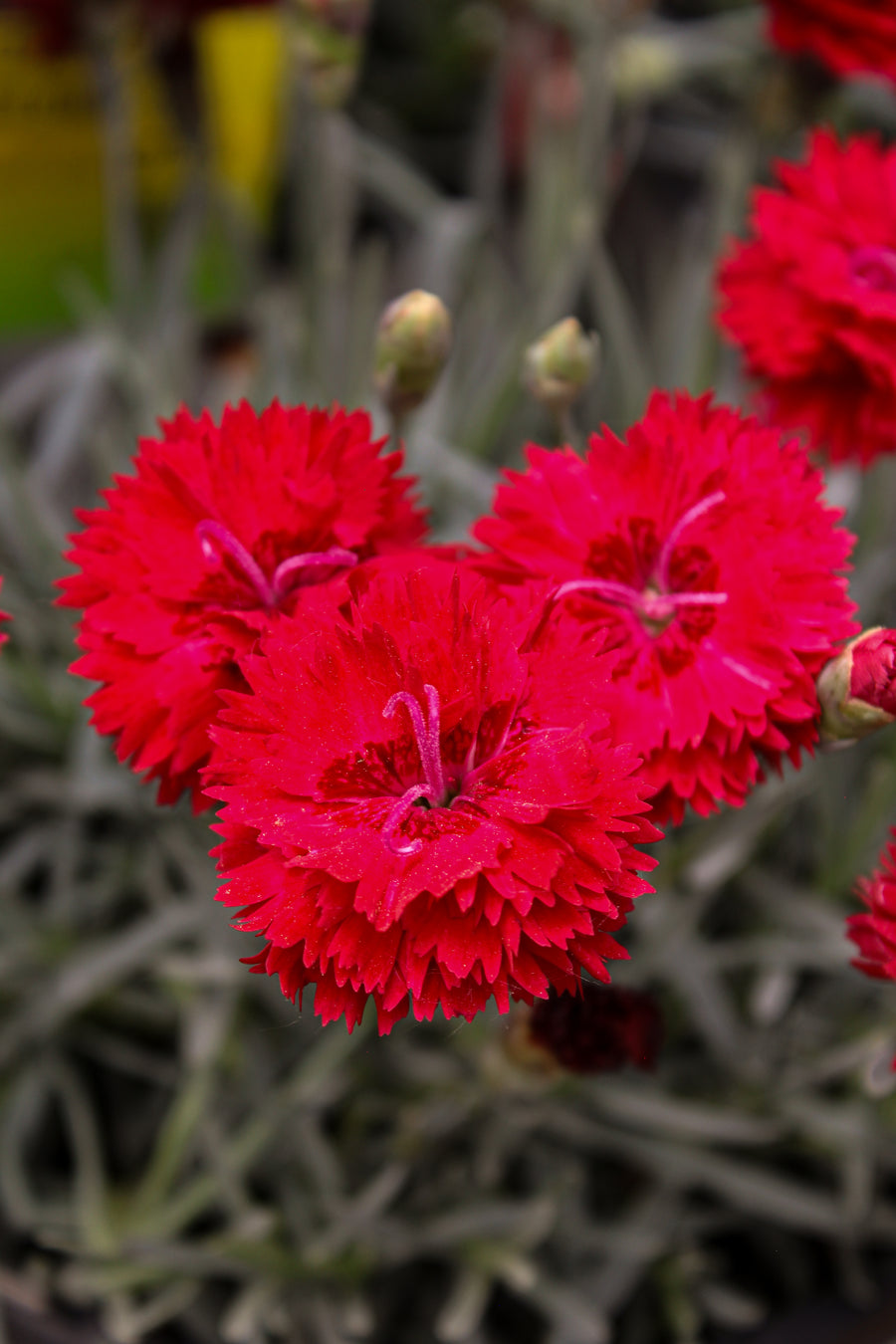Œillet ‘Maraschino’ — Dianthus