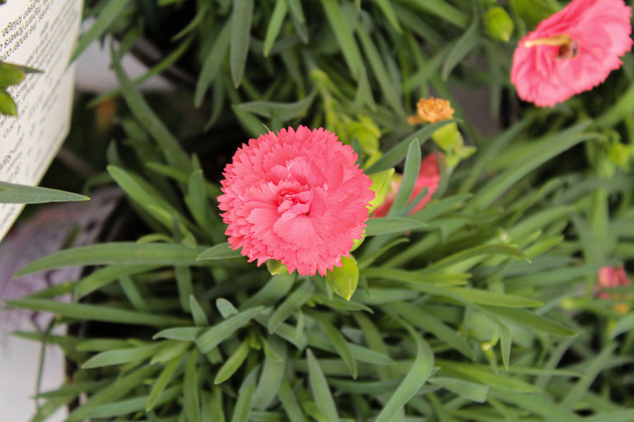 Œillet ‘Classic Coral’ — Dianthus
