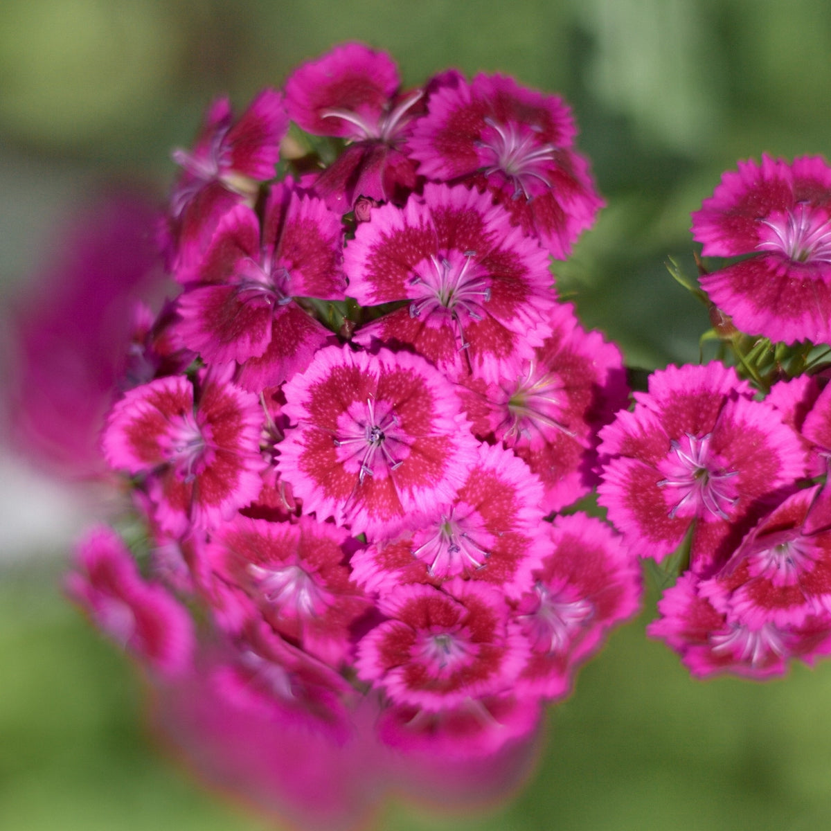 Photo d'Œillet 'Jolt™ Pink' F1. Son port est dressé, vigoureux, bien ramifié, à tiges solides. La couleur caractéristique est : rose. Le visuel permet d'observer les contours, les teintes et la disposition des éléments présentés. Les détails de forme et les contrastes donnent un aperçu de l'apparence de cette plante ou de sa récolte.
