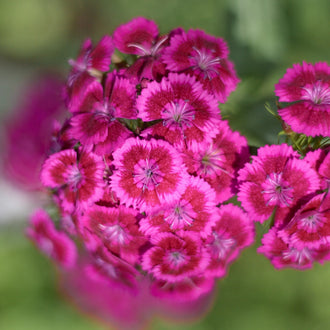 Photo d'Œillet 'Jolt™ Pink' F1. Son port est dressé, vigoureux, bien ramifié, à tiges solides. La couleur caractéristique est : rose. Le visuel permet d'observer les contours, les teintes et la disposition des éléments présentés. Les détails de forme et les contrastes donnent un aperçu de l'apparence de cette plante ou de sa récolte.