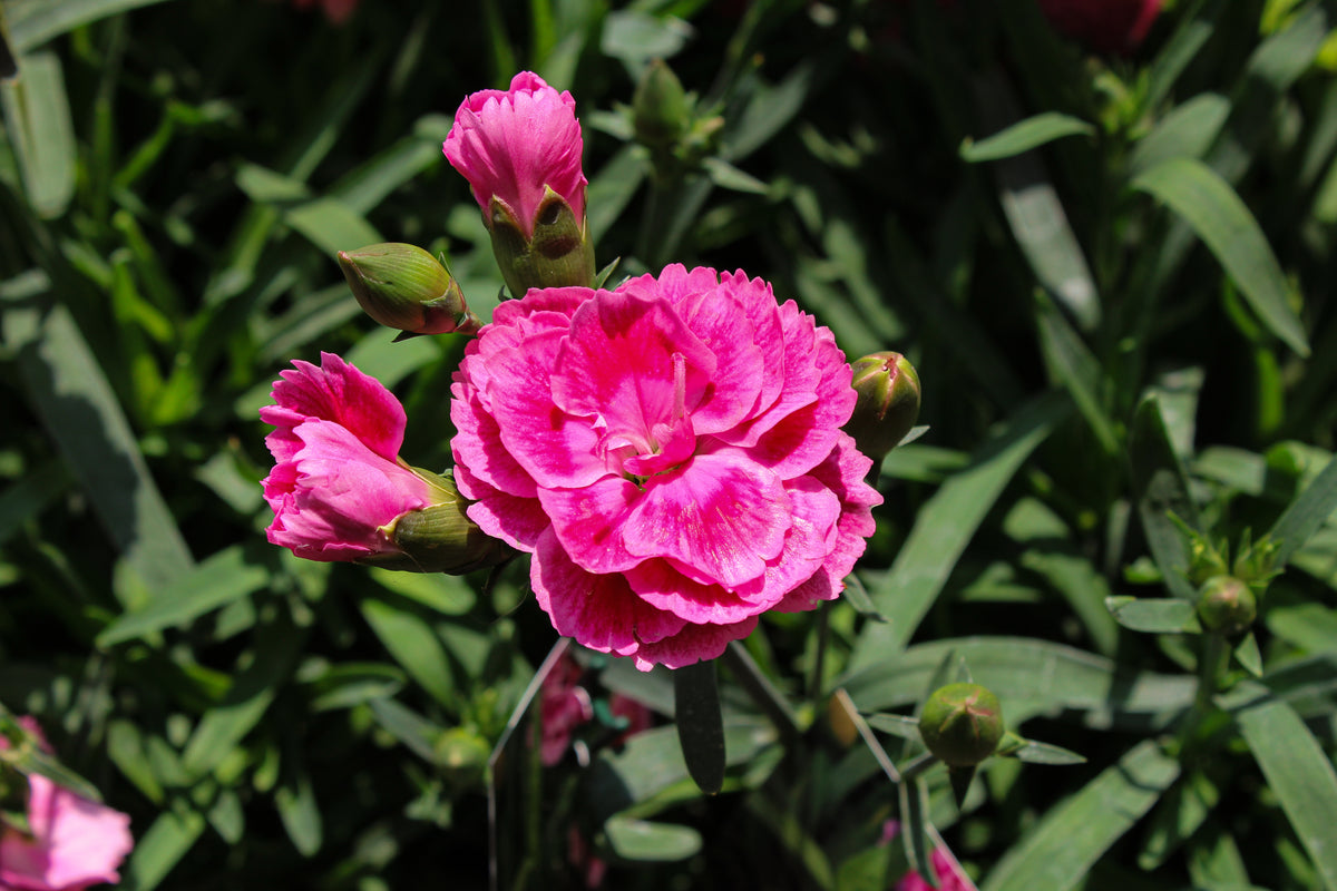Œillet ‘Twiggy’ — Dianthus