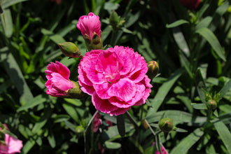 Œillet 'Odessa Twiggy'. Les couches de pétales aux bords courbes donnent à la fleur son contour arrondi. Les fleurs sont rose vif et leurs pétales éclatants occupent une grande part de la vue. Des boutons fermés se trouvent près des fleurs ouvertes au bout des tiges. Des feuilles vertes apparaissent autour des fleurs et entre les tiges de la photo. Plusieurs fleurs occupent le cadre, certaines de face et d'autres tournées de côté.