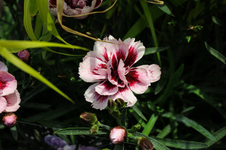 Œillet 'Odessa Amy'. Les couches de pétales aux bords courbes donnent à la fleur son contour arrondi. Des tons blancs et roses se partagent les pétales, avec des changements nets sur chaque fleur. Des marques rouge foncé sont visibles vers le milieu des pétales des fleurs ouvertes. Des feuilles vertes apparaissent autour des fleurs et entre les tiges de la photo. La vue de près montre les pétales et le cœur de la fleur en détail.