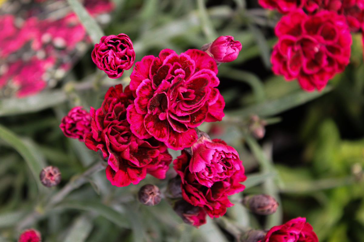 Œillet ‘Red’ — Dianthus