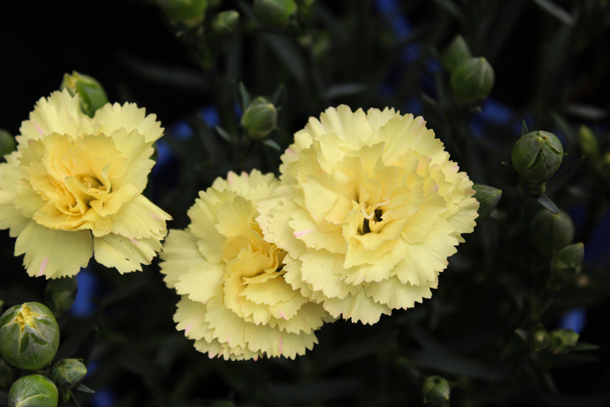 Œillet ‘Yellow Bling Bling’ — Dianthus