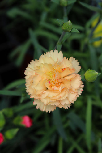 Œillet 'Odessa Bling Bling'. Les couches de pétales aux bords courbes donnent à la fleur son contour arrondi. Des tons pêche et rose doux se mêlent sur les pétales ouverts dans la vue. Les pétales internes sont serrés les uns contre les autres au cœur plein. Des feuilles vertes apparaissent autour des fleurs et entre les tiges de la photo. La fleur principale est nette sur le fond flou, où les couleurs se mêlent.