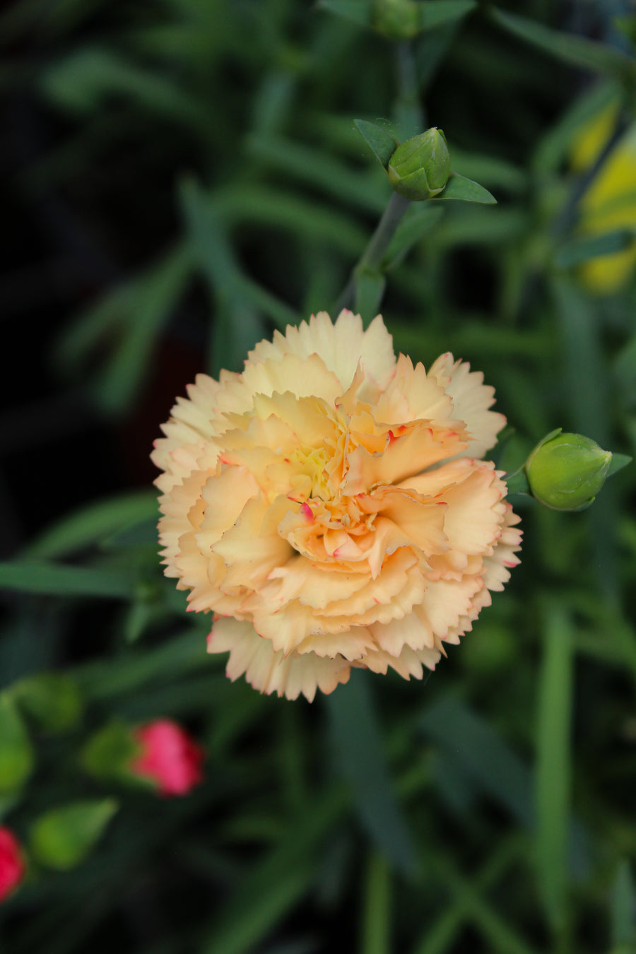 Dianthus 'Odessa Bling Bling'