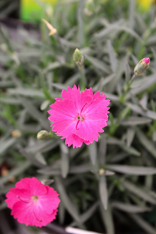 Dianthus 'Paint The Town Magenta'