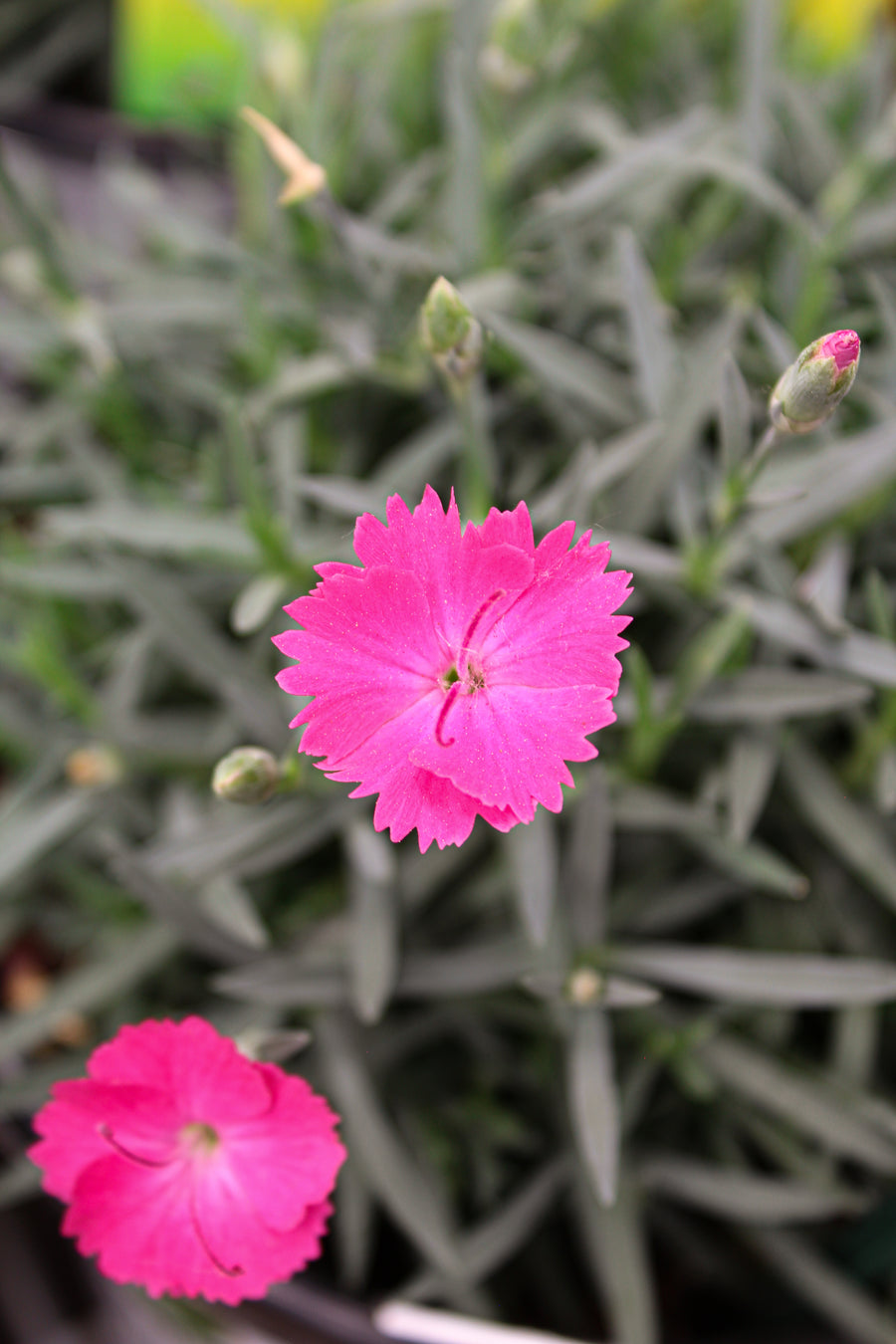 Dianthus 'Paint The Town Magenta'