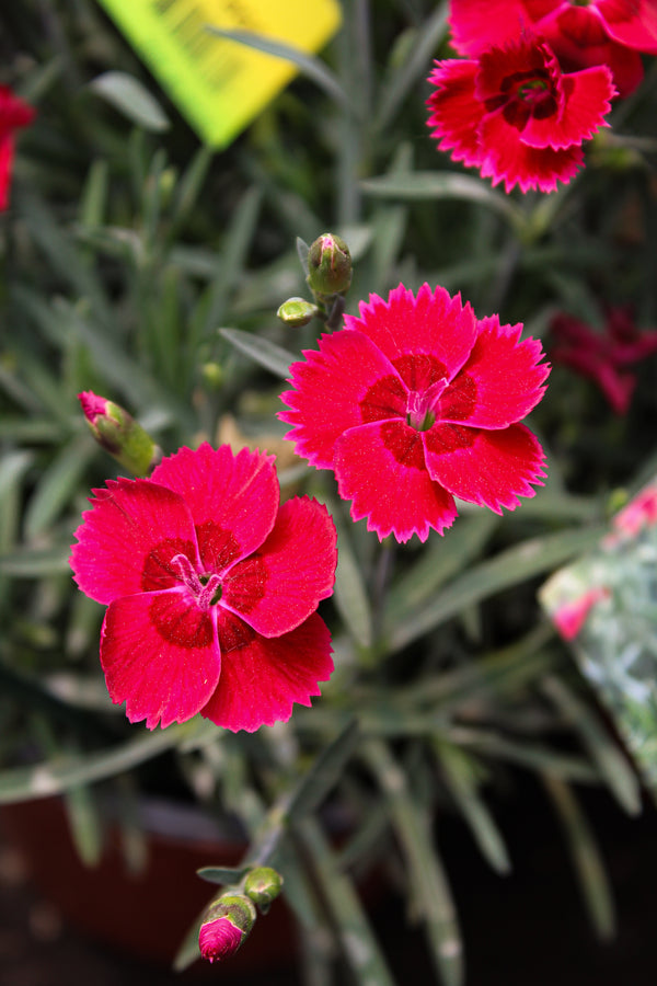 Dianthus 'Star Single Fire Star'