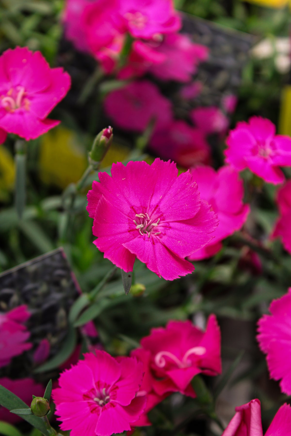 Œillet ‘Mad Magenta’ — Dianthus