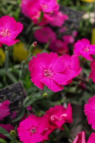 Œillet 'Mad Magenta'. Les pétales arrondis forment des fleurs plates, avec de petites dents et échancrures sur les bords. Les pétales magenta soutenu créent un vif contraste avec les détails qui les entourent. Des étamines pâles et de petites parties centrales ressortent entre les pétales ouverts. Des feuilles vertes apparaissent autour des fleurs et entre les tiges de la photo. Plusieurs fleurs occupent le cadre, certaines de face et d'autres tournées de côté.
