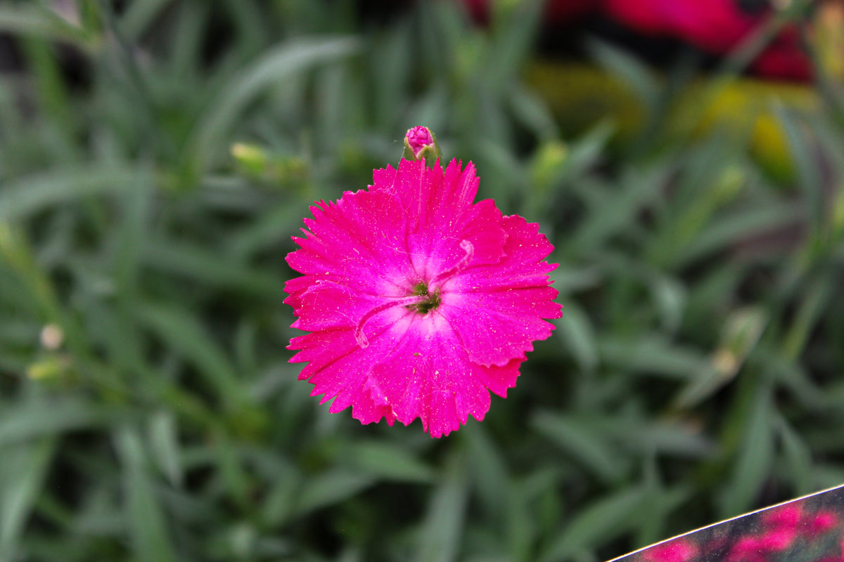 Œillet ‘Paint The Town Red’ — Dianthus