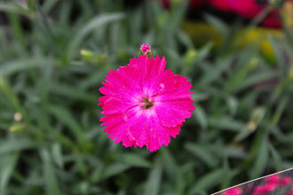 Œillet 'Paint The Town Red'. Les pétales arrondis forment des fleurs plates, avec de petites dents et échancrures sur les bords. Les fleurs sont rose vif et leurs pétales éclatants occupent une grande part de la vue. Des étamines pâles et de petites parties centrales ressortent entre les pétales ouverts. Les feuilles gris-vert forment la base sous les petites fleurs et tiges dressées. La fleur principale est nette sur le fond flou, où les couleurs se mêlent.