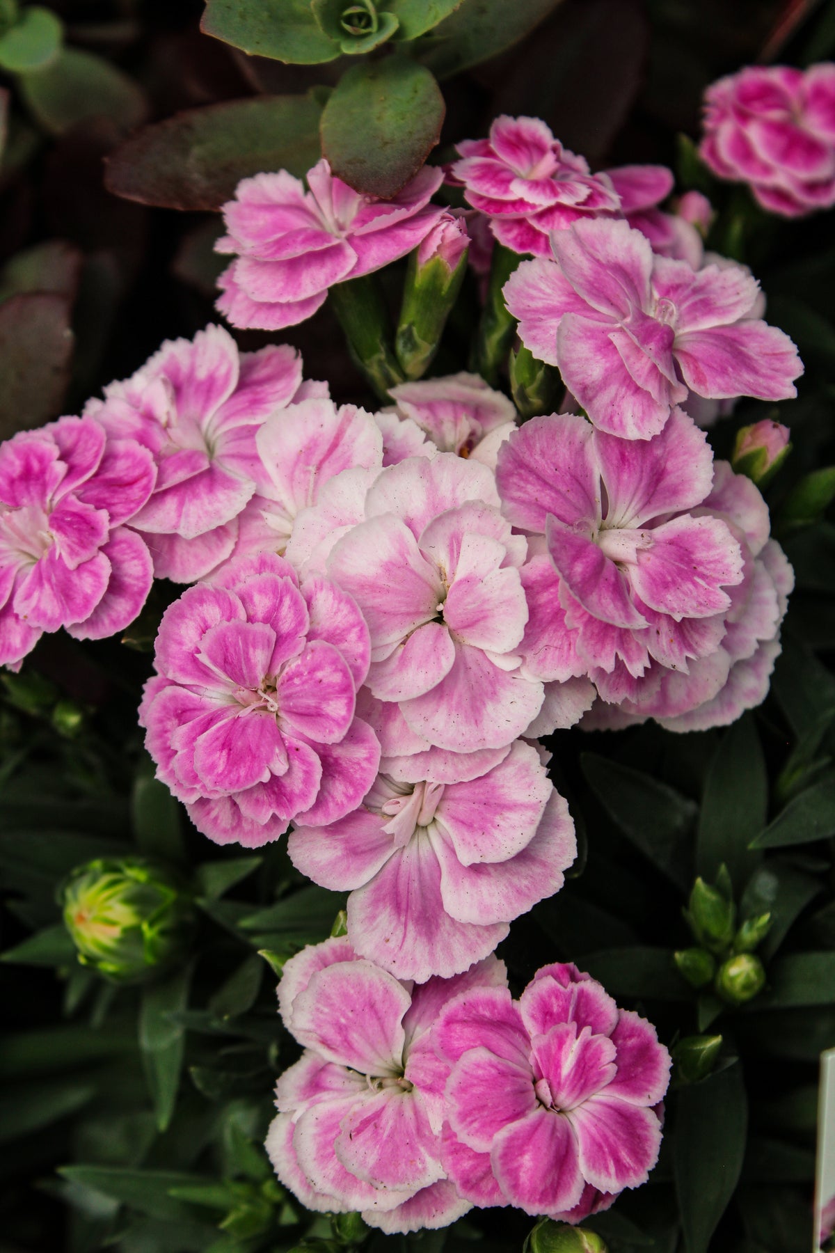Dianthus