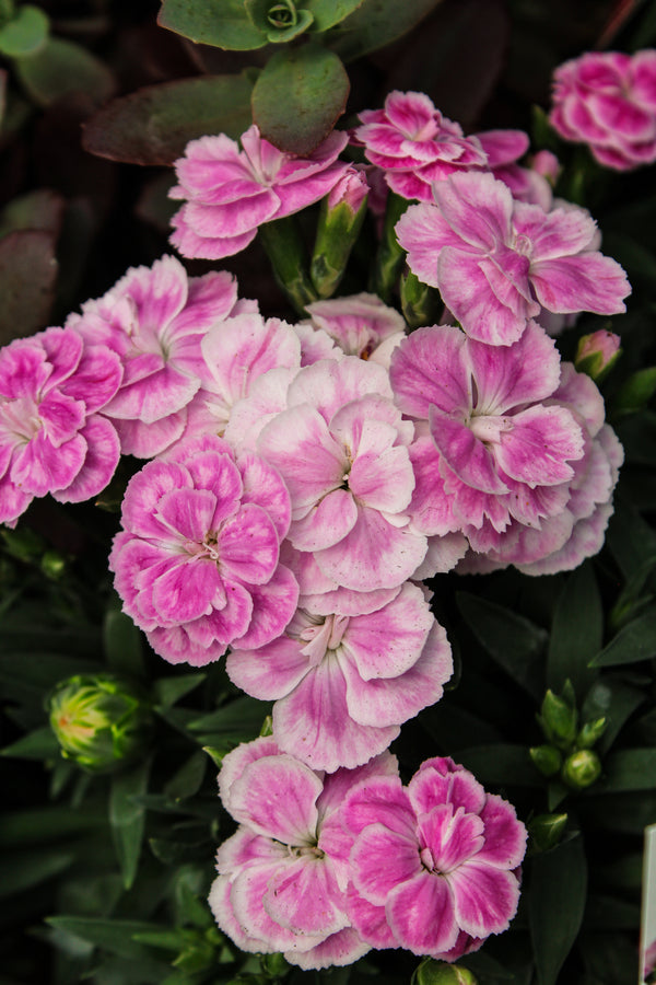 Dianthus 'Peman Fancy Lilac'