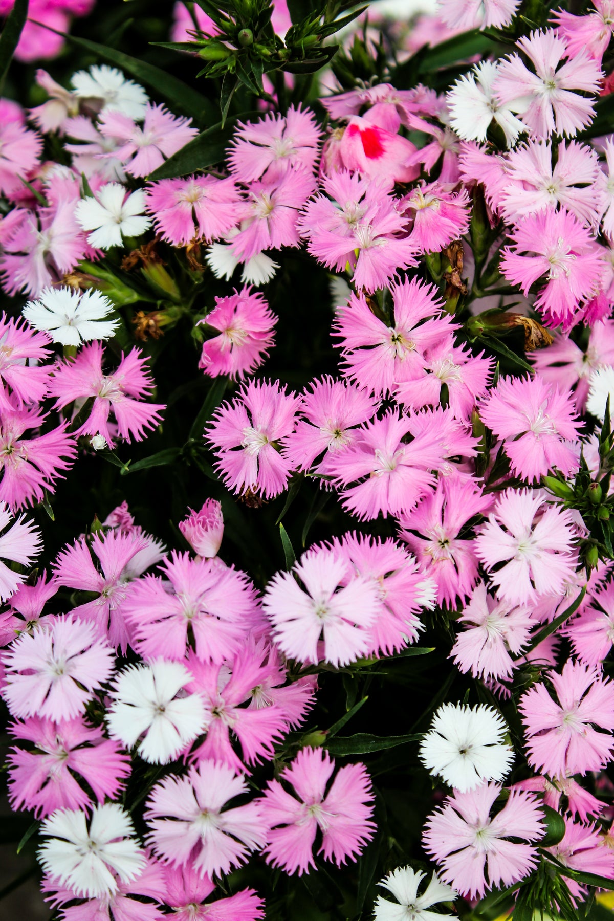 Dianthus 'Rockin Pink Magic'