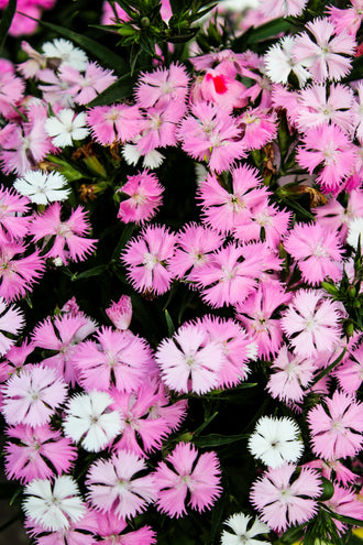 Œillet 'Rockin Pink Magic'. Les pétales arrondis forment des fleurs plates, avec de petites dents et échancrures sur les bords. Les pétales roses portent des zones claires et des ombres sur leurs surfaces. Des fleurs pâles apparaissent parmi les fleurs roses, avec de petits cœurs bien visibles. Les feuilles gris-vert forment la base sous les petites fleurs et tiges dressées. La vue large montre un groupe dense de fleurs répétées à travers la photo.