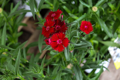 Dianthus 'Rockin Red'