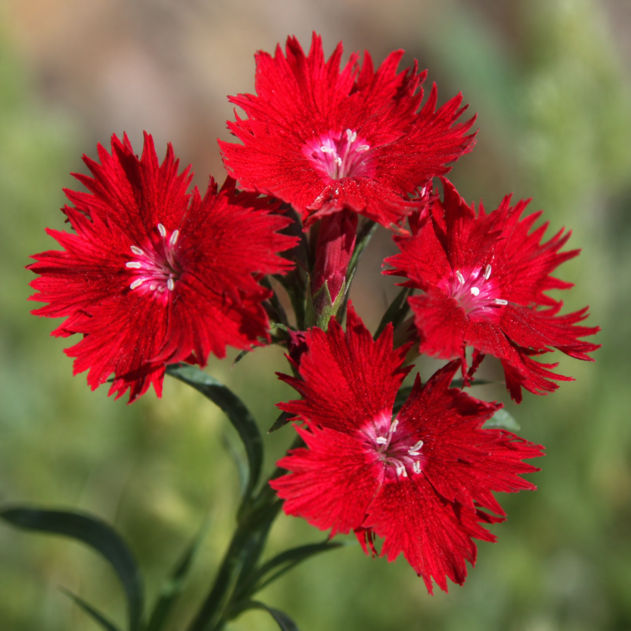 Dianthus 'Rockin Red'