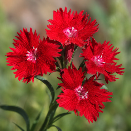 Dianthus 'Rockin Red'