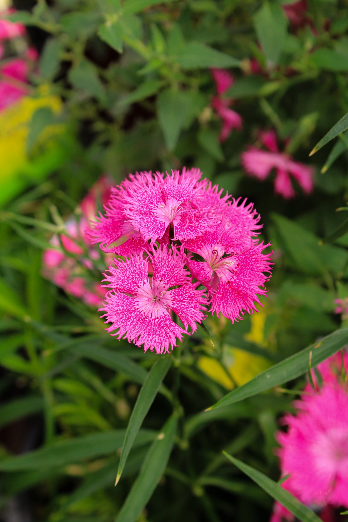 Œillet ‘Rockin Rose’ — Dianthus