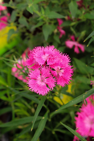 Œillet 'Rockin Rose'. Les pétales arrondis forment des fleurs plates, avec de petites dents et échancrures sur les bords. Les pétales roses portent des zones claires et des ombres sur leurs surfaces. De fins pétales étroits partent du cœur plein et forment une frange lâche. Des feuilles vertes apparaissent autour des fleurs et entre les tiges de la photo. Plusieurs fleurs occupent le cadre, certaines de face et d'autres tournées de côté.